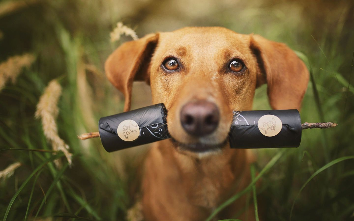 Bolsas biodegradables de desechos de perro