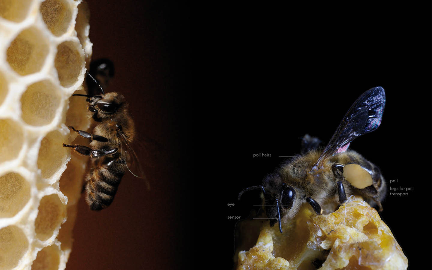 BEE2BEE- the new beekeeper