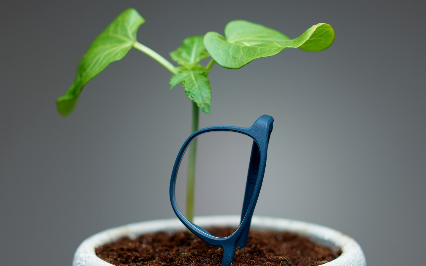 Glasses made from beans