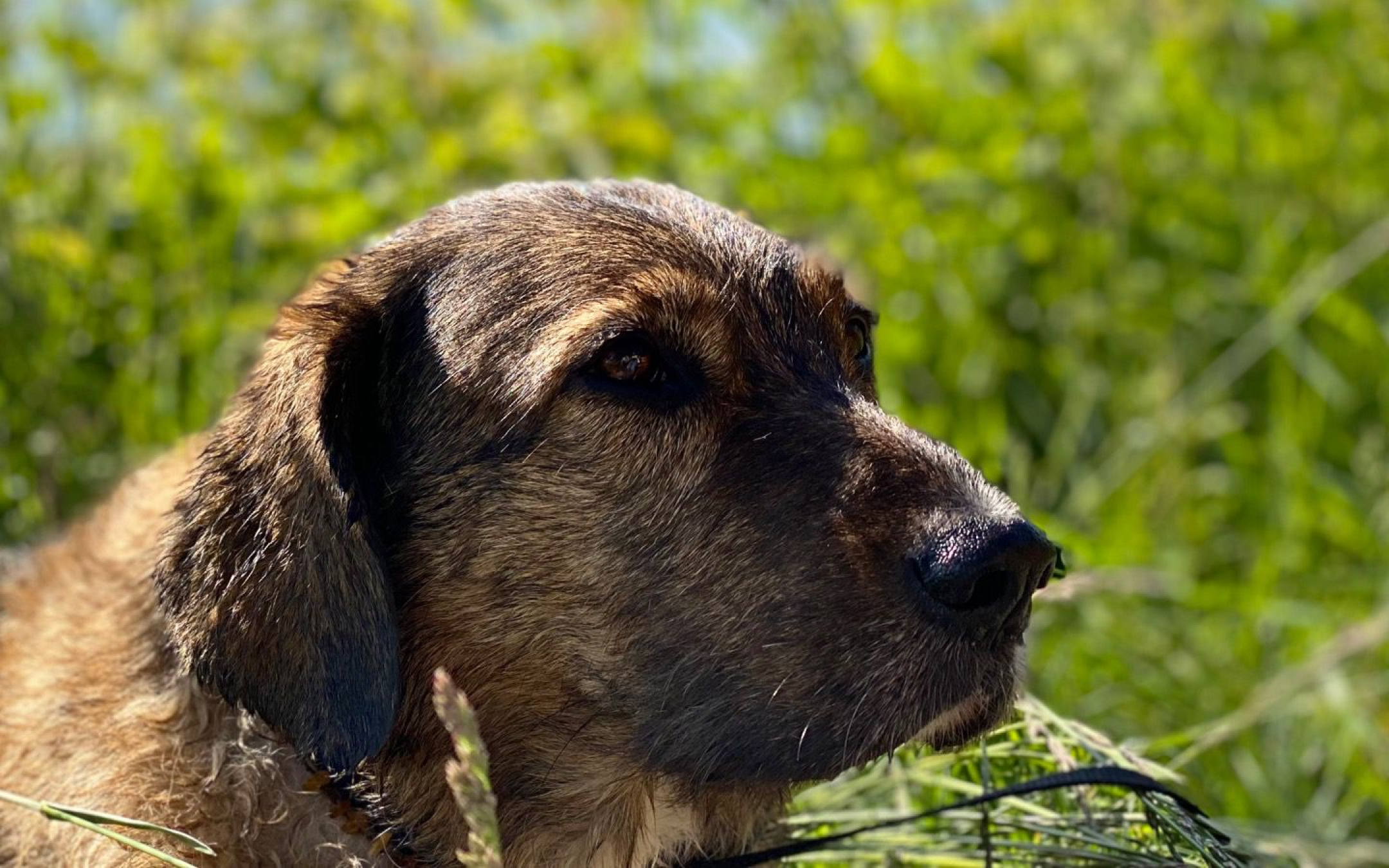 Dr.Enzo Backmischung für Hunde