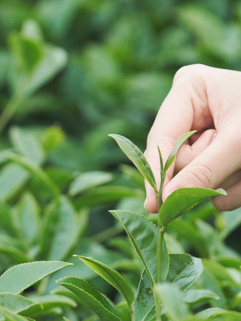 Teeanbau in Deutschland