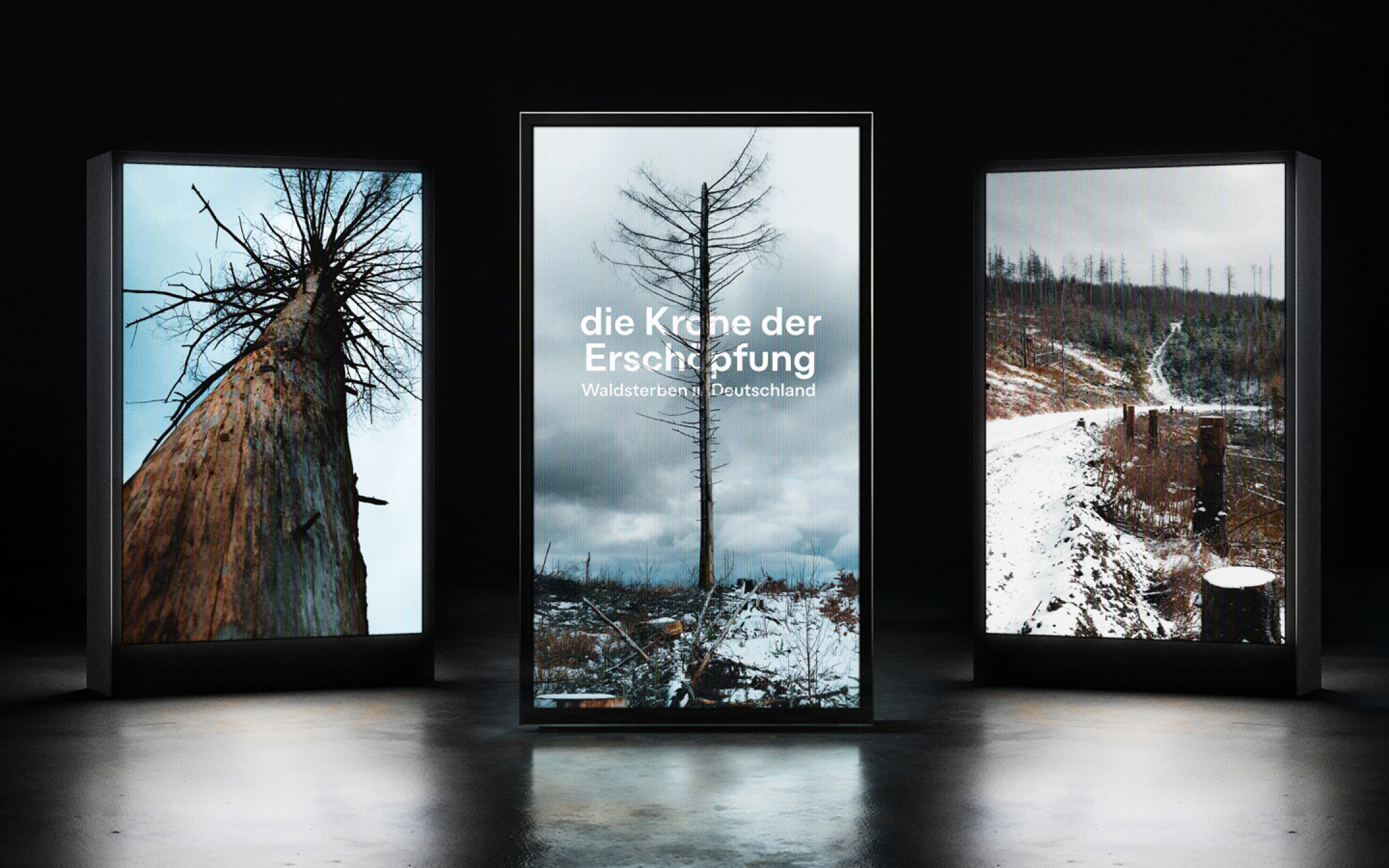 La corona de la erección