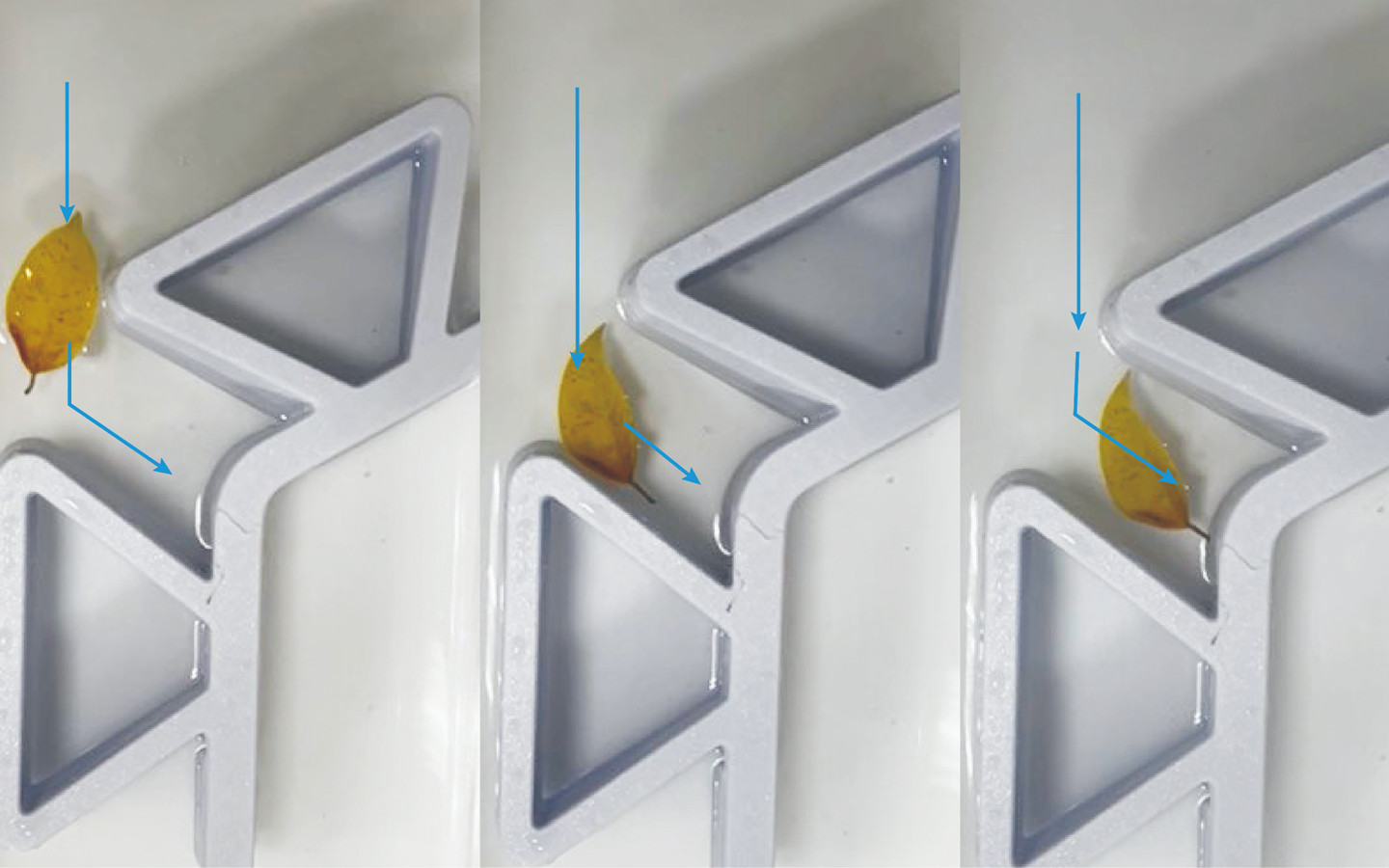 D.F.S 蜻蜓保护区