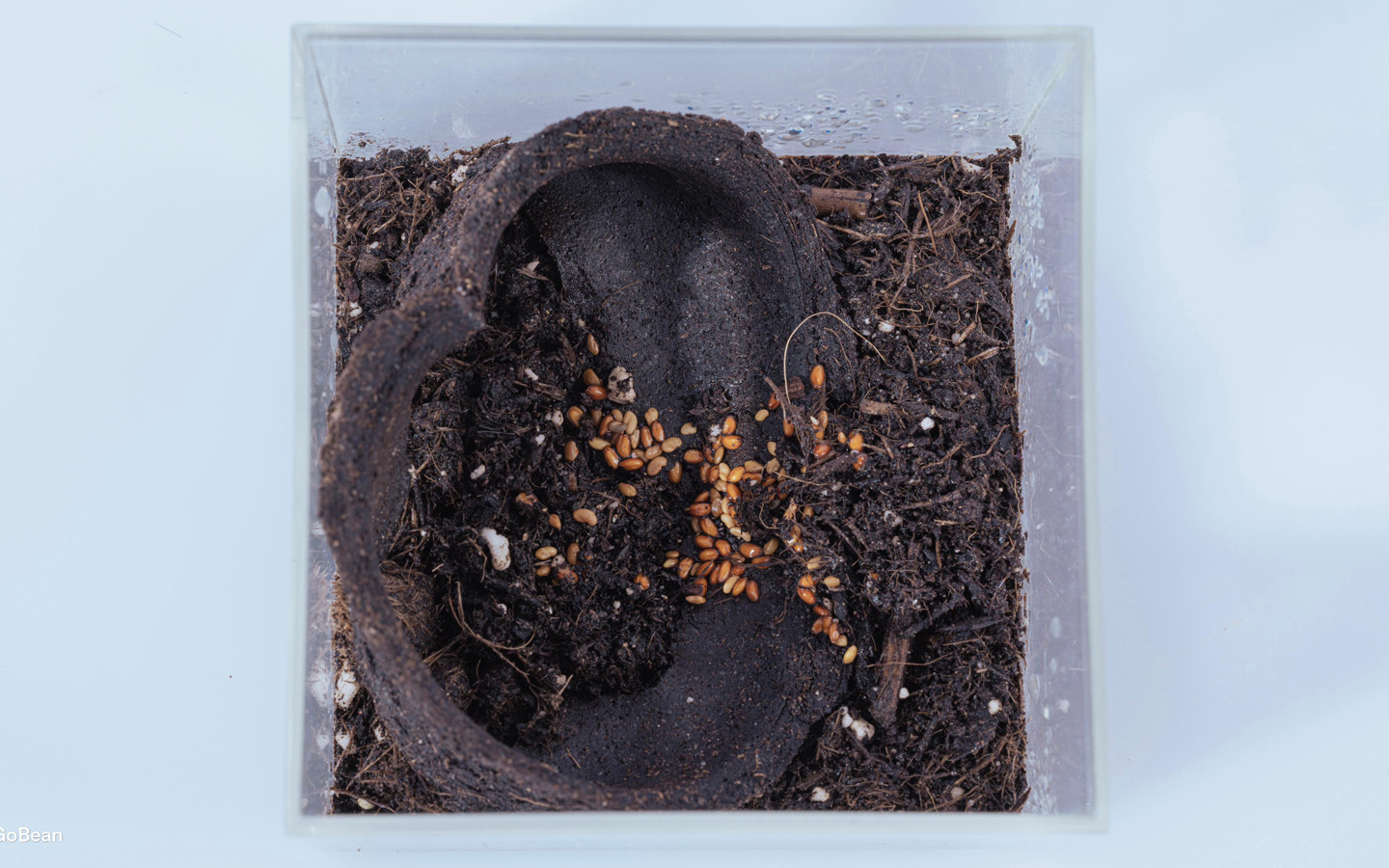 GoBean-Coffee to Go?