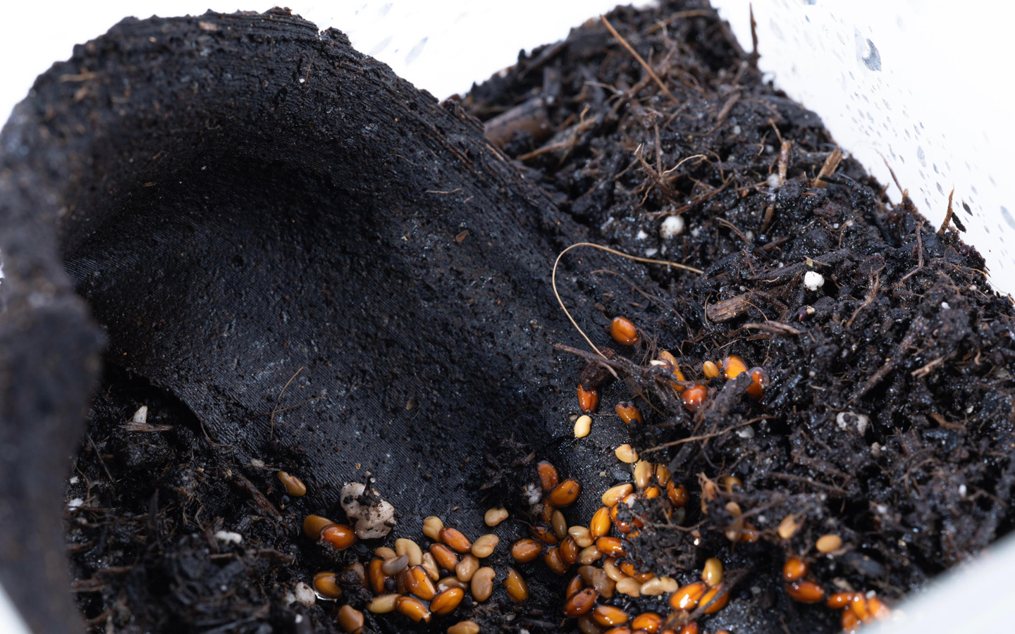 GoBean-Coffee to Go?