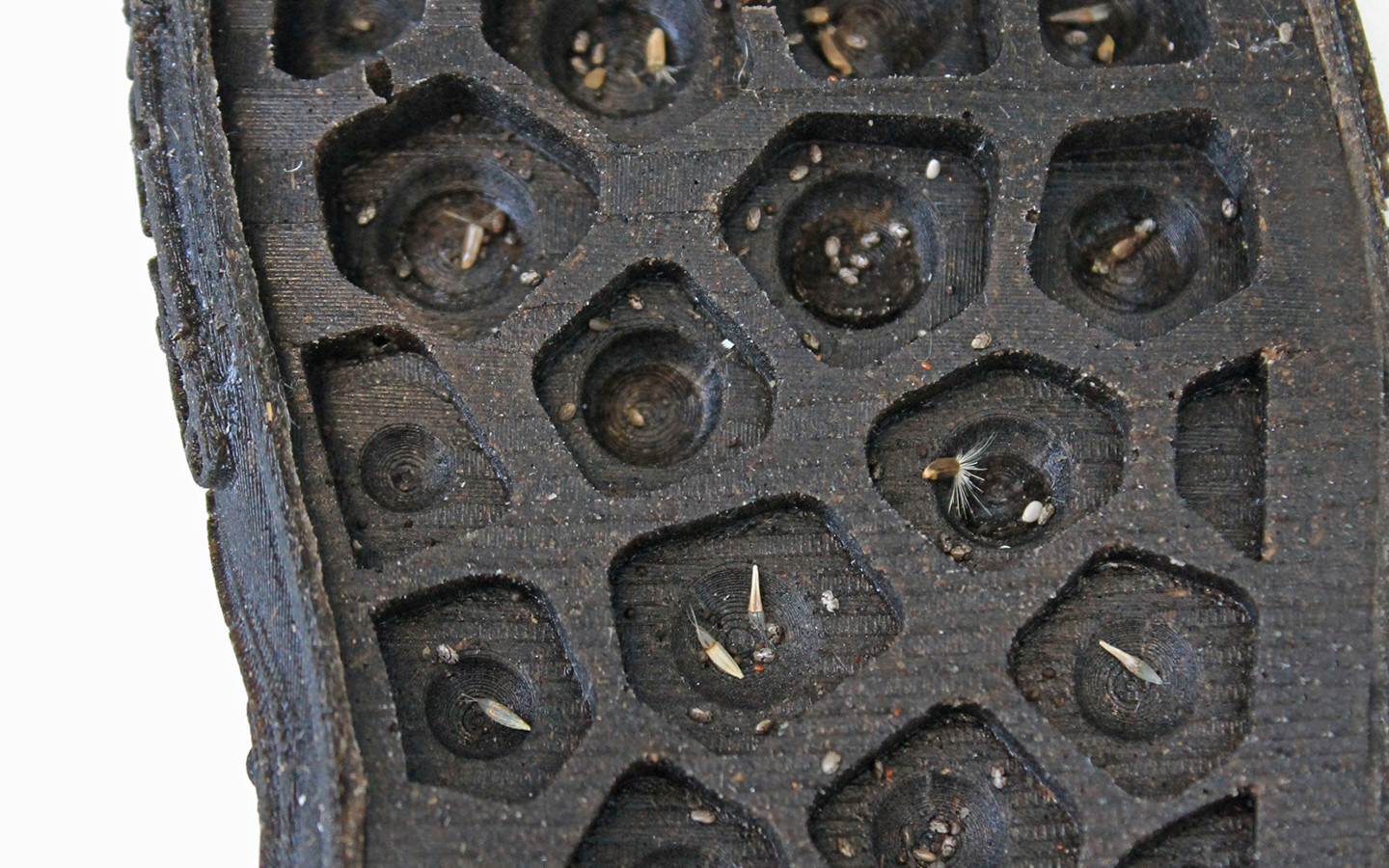 Biological Footprint