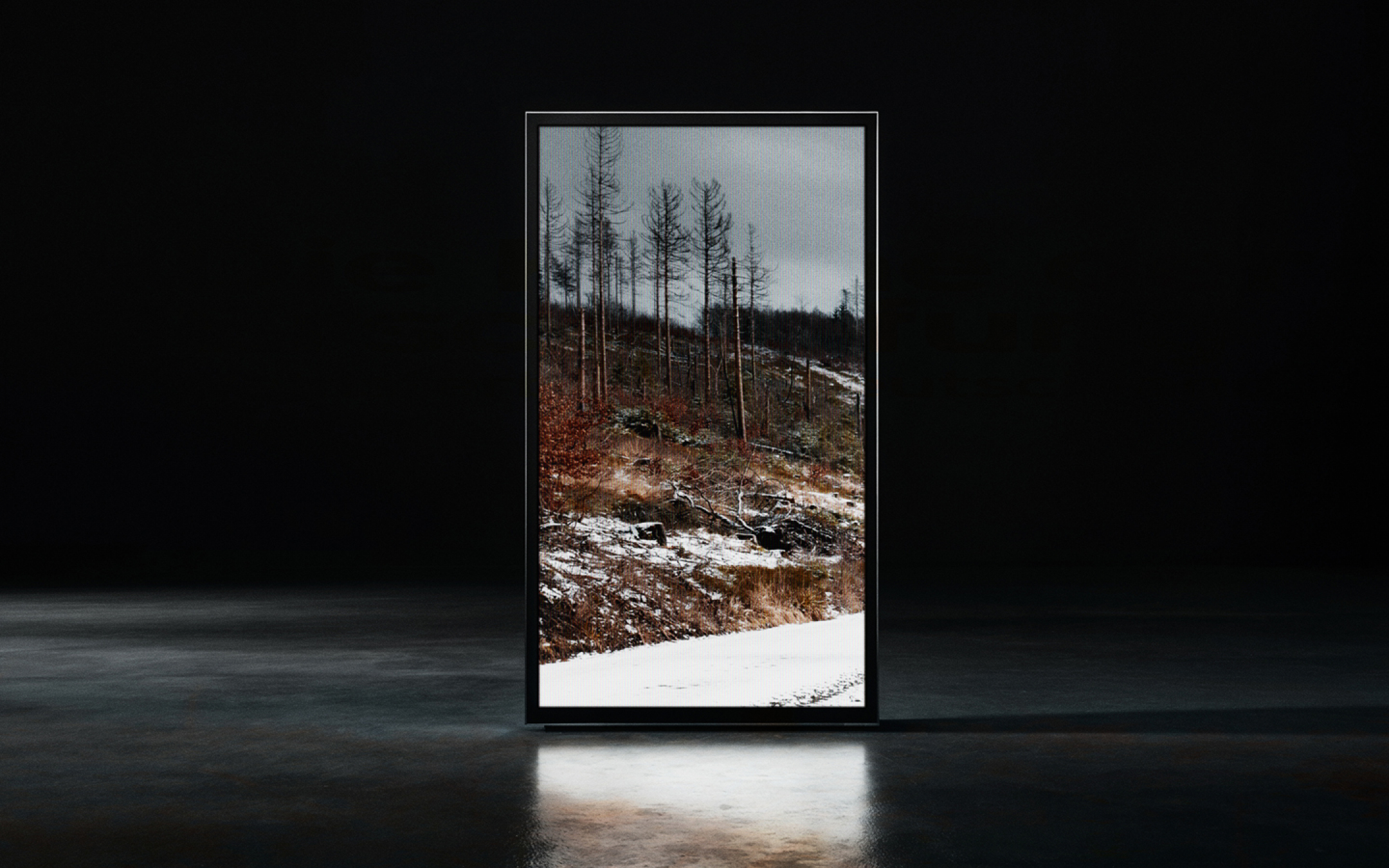 La corona de la erección