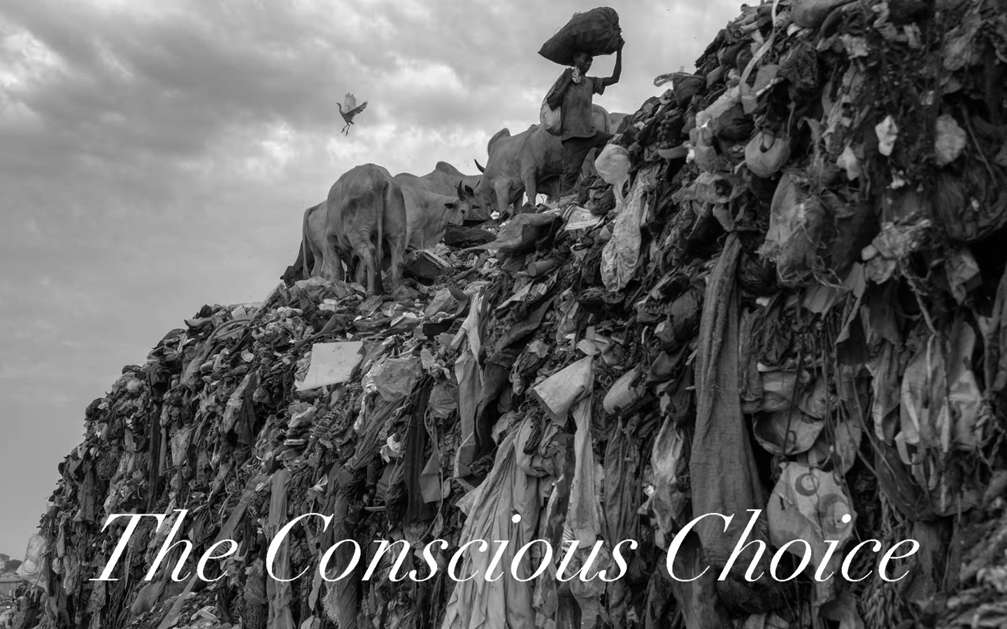 The Conscious Choice