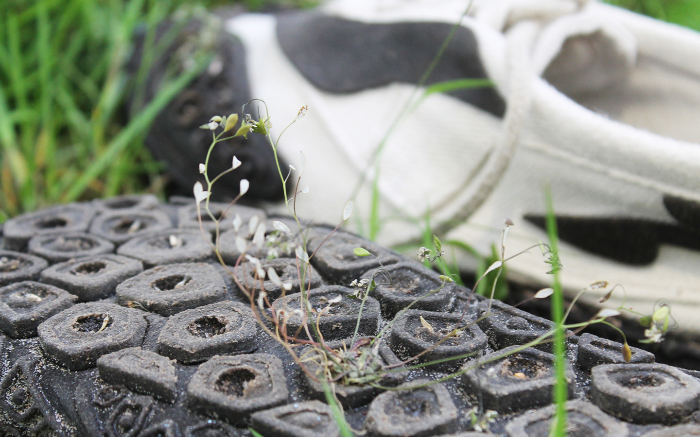 Biological Footprint