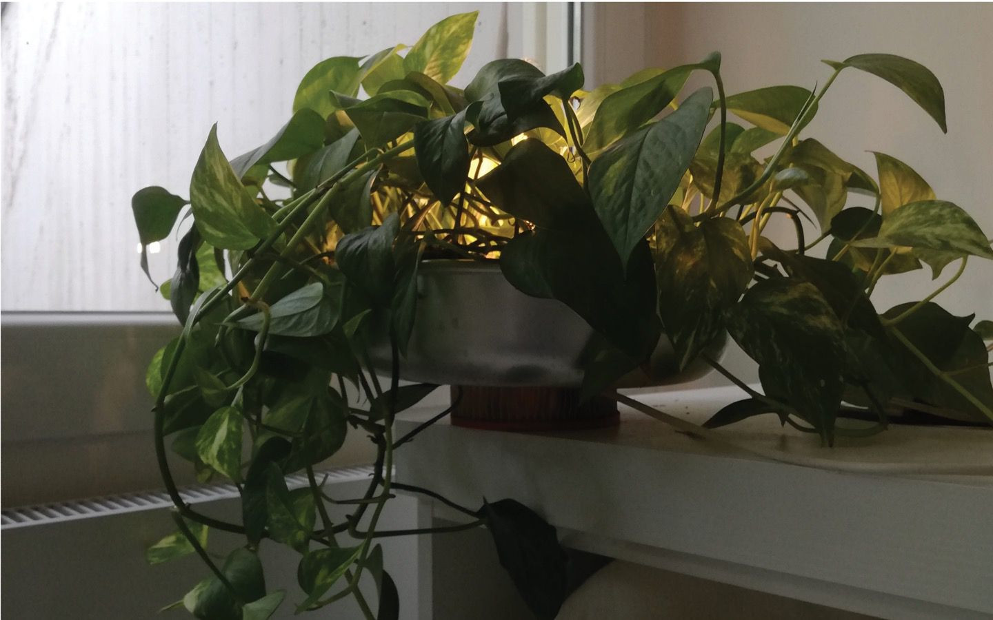 Be-pothos