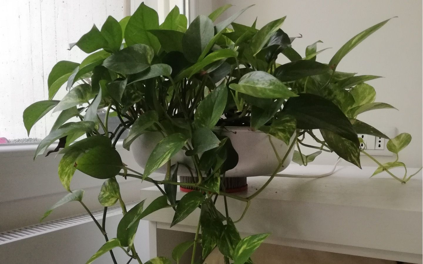 Be-pothos