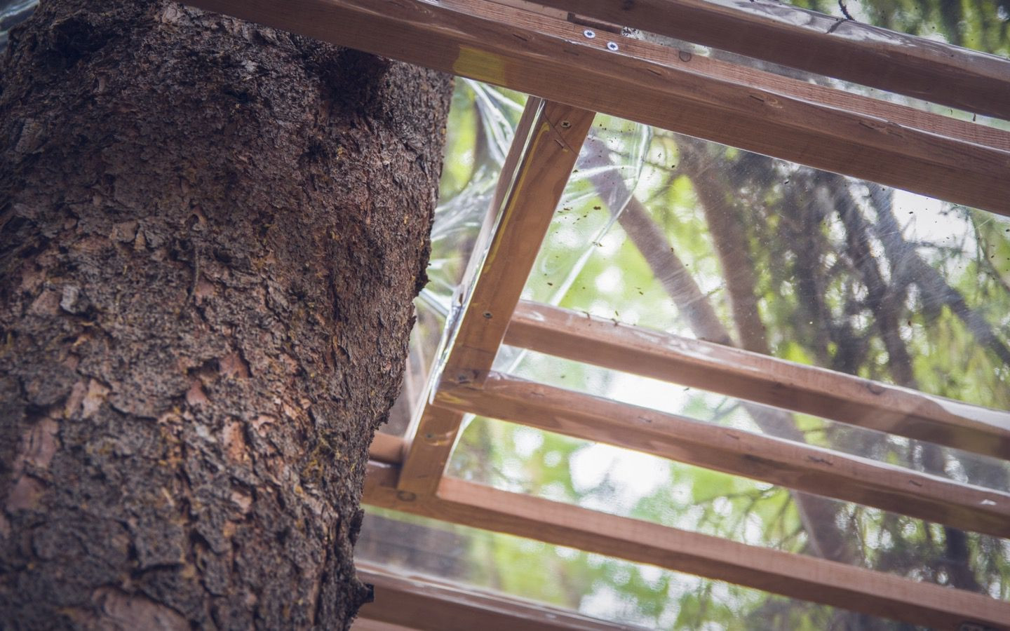 DIY Tree House