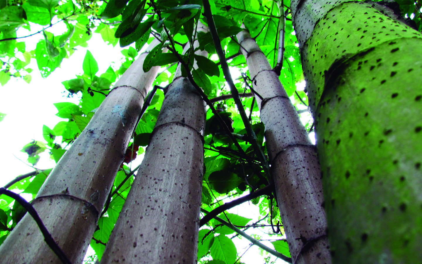 Cocua, el tesoro verde de los Andes