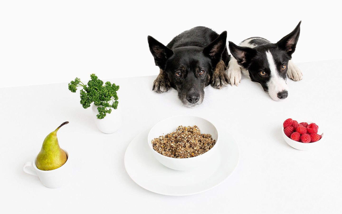 ROCKETO sustainable dog food