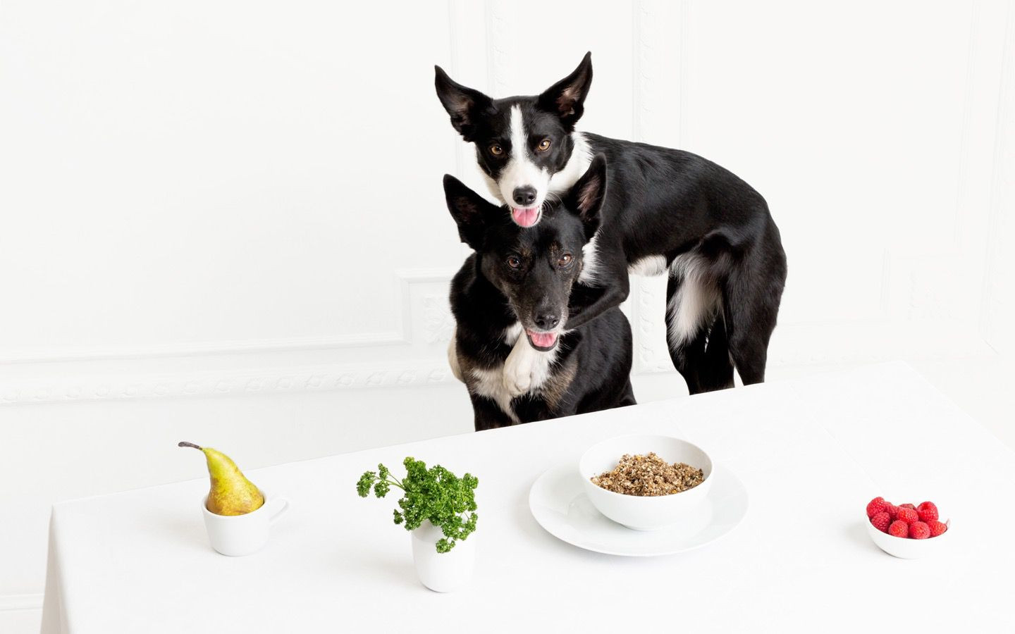 ROCKETO sustainable dog food