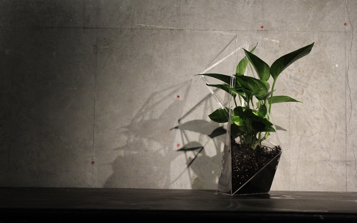 The Transparent Plant
