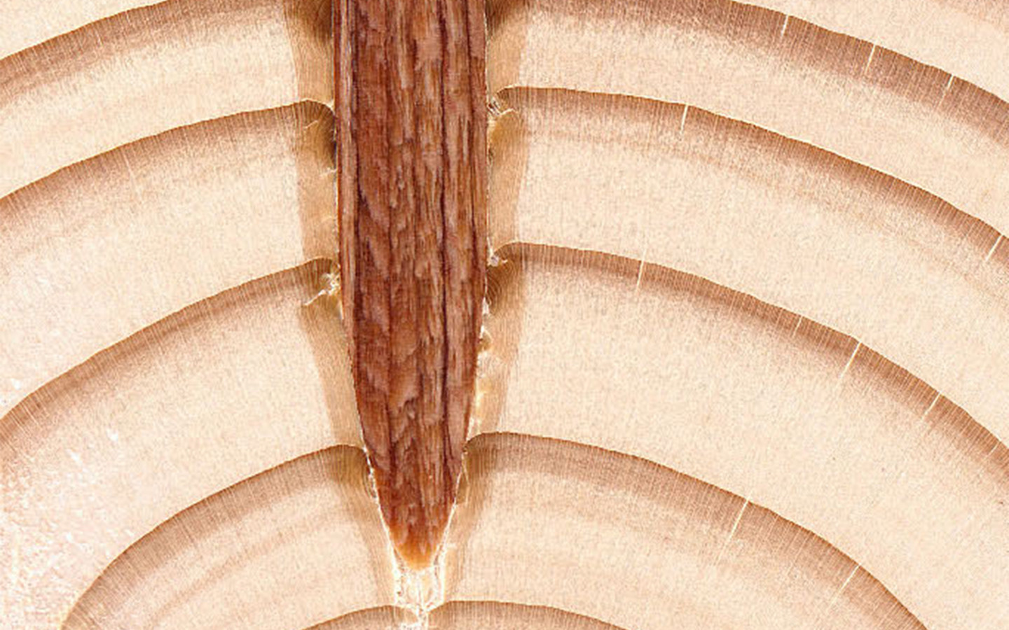 LignoLoc® - Collated Wooden Nail System